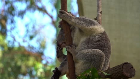 adorable koala, phascolarctos cinereus clinging on to a tree with its eyes half closed, grooming and scratching its fluffy fur with its back foot from left to right, close up shot