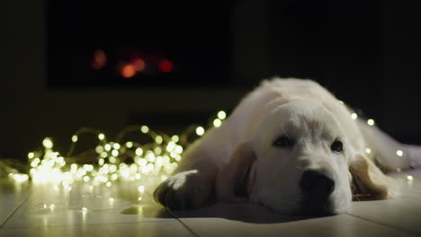 Retrato-De-Un-Lindo-Perro-Tirado-Cerca-De-Una-Brillante-Guirnalda-Navideña-Con-Una-Chimenea-Encendida-Al-Fondo