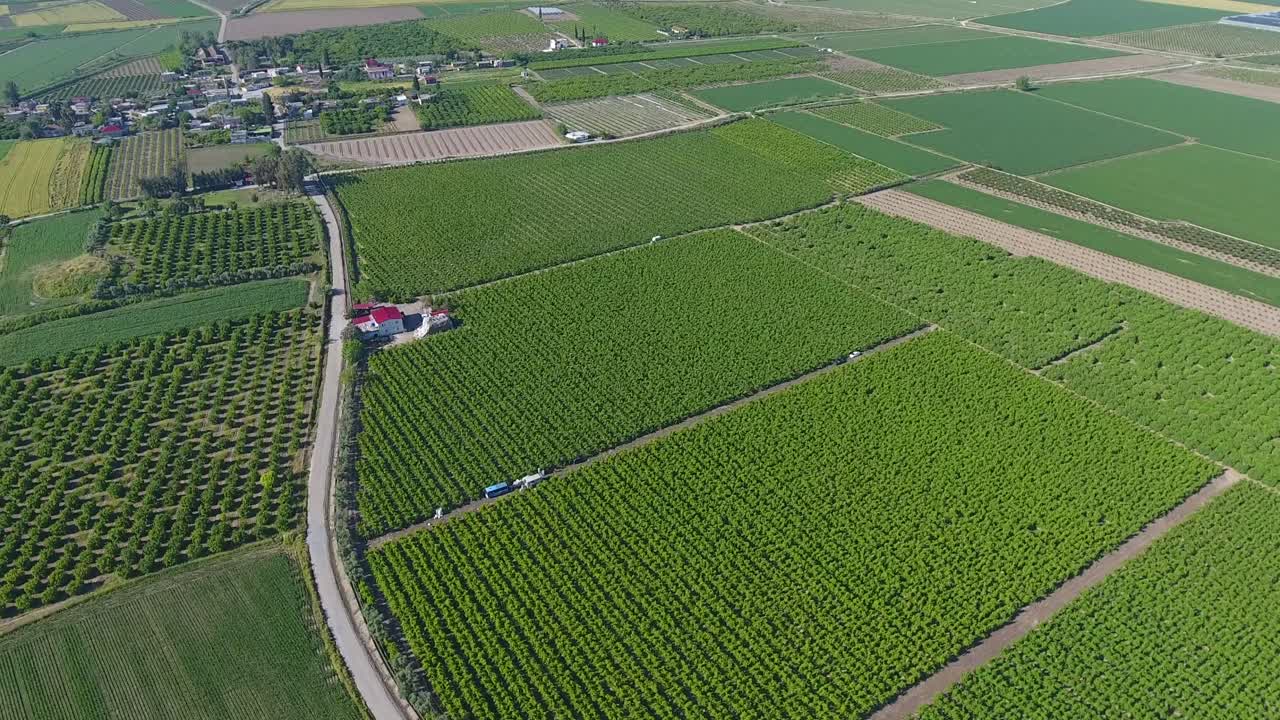 aerial footage of symmetrical orchard