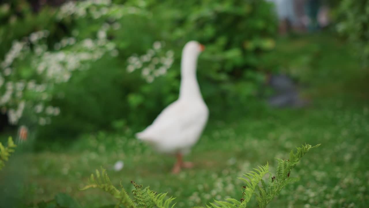 Oca bianca che cammina attraverso la sfocatura del giardino, felci e foglie in primo piano con bokeh morbido, bassa profondità di campo che crea un'inquadratura sognante, lenta passeggiata su un tratto erboso, atmosfera tranquilla del cortile con sentieri nascosti.