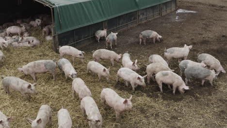 varios cerdos juntos en un campo fangoso marrón con ropa de cama de paja y cabaña