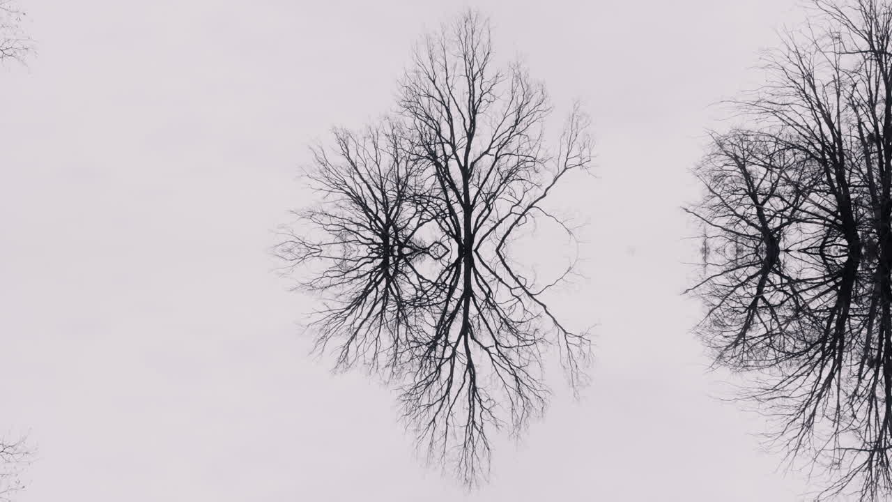 Symmetrical Bare Trees Reflection