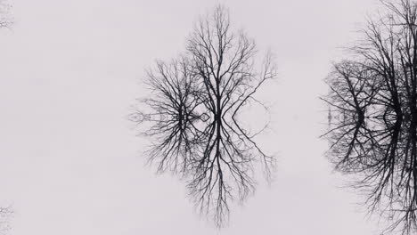 symmetrical bare trees reflection