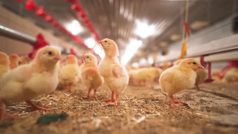 Curious-and-fuzzy,-yellow-young-chickens-in-a-barn-standing-tall,-examining-her-surroundings