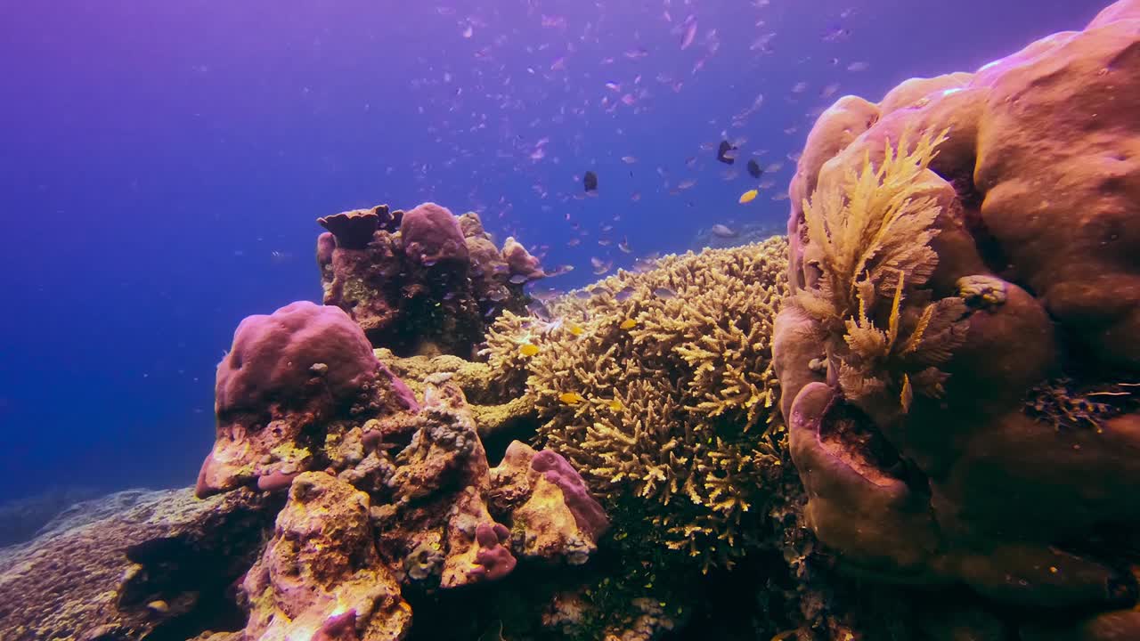 gran angular submarino de un arrecife con peces, corales y vida vegetal en bali, indonesia