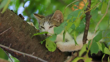 Streunendes-Kätzchen-Auf-Einem-Ast.-Eine-Streunende-Katze-Ist-Eine-Besitzlose-Hauskatze,-Die-Im-Freien-Lebt-Und-Den-Kontakt-Mit-Menschen-Vermeidet:-Sie-Lässt-Sich-Nicht-Anfassen-Oder-Berühren-Und-Bleibt-Vor-Menschen-Verborgen.