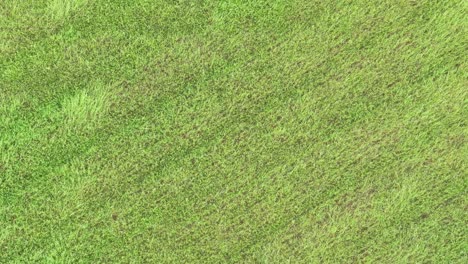 gusts of wind forming wavy patterns on green grass field