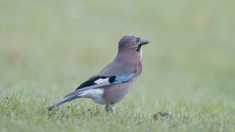 Eurasian-jay-picking-up-acorns-for-winter-and-swallows-them