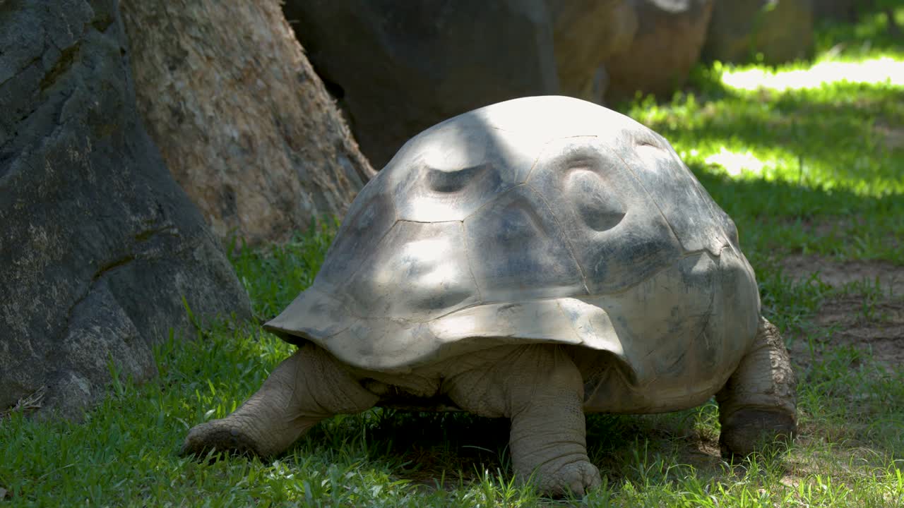 A large Aldabra tortoise crawls slowly across a grassy enclosure under bright natural sunlight