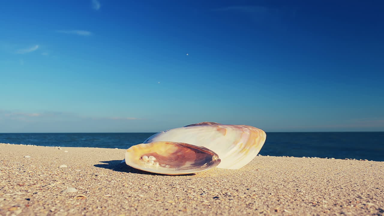 Shells on the beach. Shooting on the beach