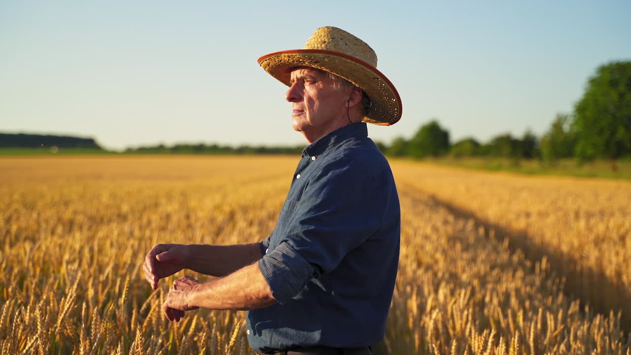 Elderly farmer in straw hat outdoors. Male agronomist stands inside the wheat field in the golden sunlight. Agriculturist inspects a field.