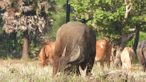 buffalo eating grass - horns