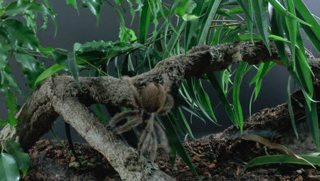 front close up view of walking tarantula