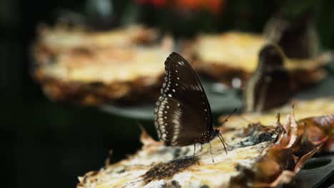 Mariposa-Luna-Azul-Alimentándose-De-Piña-En-Un