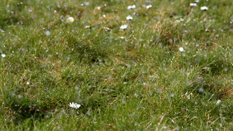 water falling on grass