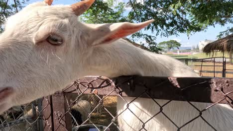 a curious goat eagerly munches on a carrot through a wire fence on a sunny day.
