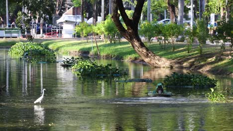 egret catching fish in a city park pond