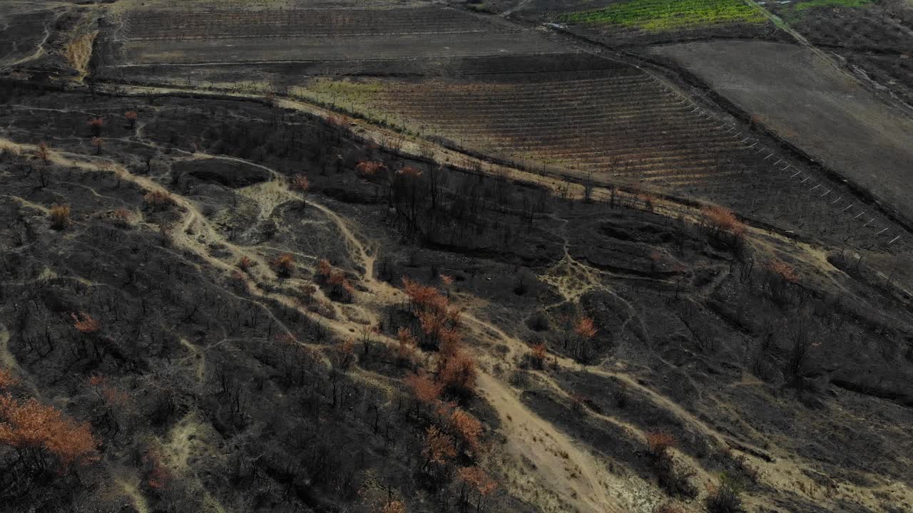 viñedos y parcelas agrícolas quemadas por el fuego, ceniza negra que cubre el suelo