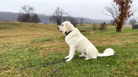 Silky-white-great-Pyrenees-lab-mix-dog-staring-into-the-distance-and-protecting-his-land-on-a-cold-hazy-winter-day-in-Kentucky