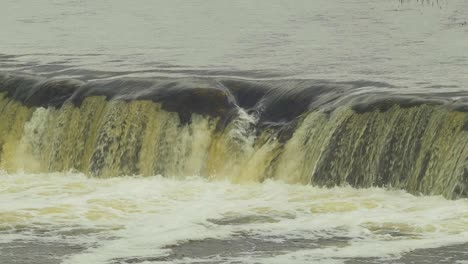 Vimba fish in Kuldiga, medium slow motion shot from the distance