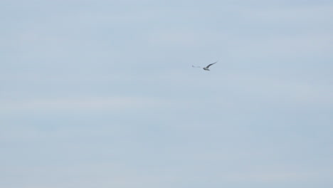 Seagull-soaring-in-clear-blue-sky