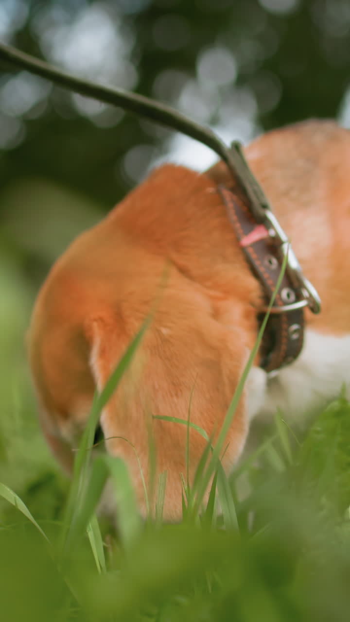 Un cane esplora gioiosamente, Un felice amico a quattro zampe esamina la natura circostante, Un cane pieno di energia ispeziona il profumato paesaggio del parco, Un cane vivace cerca con entusiasmo nel verde rigoglioso dell'estate