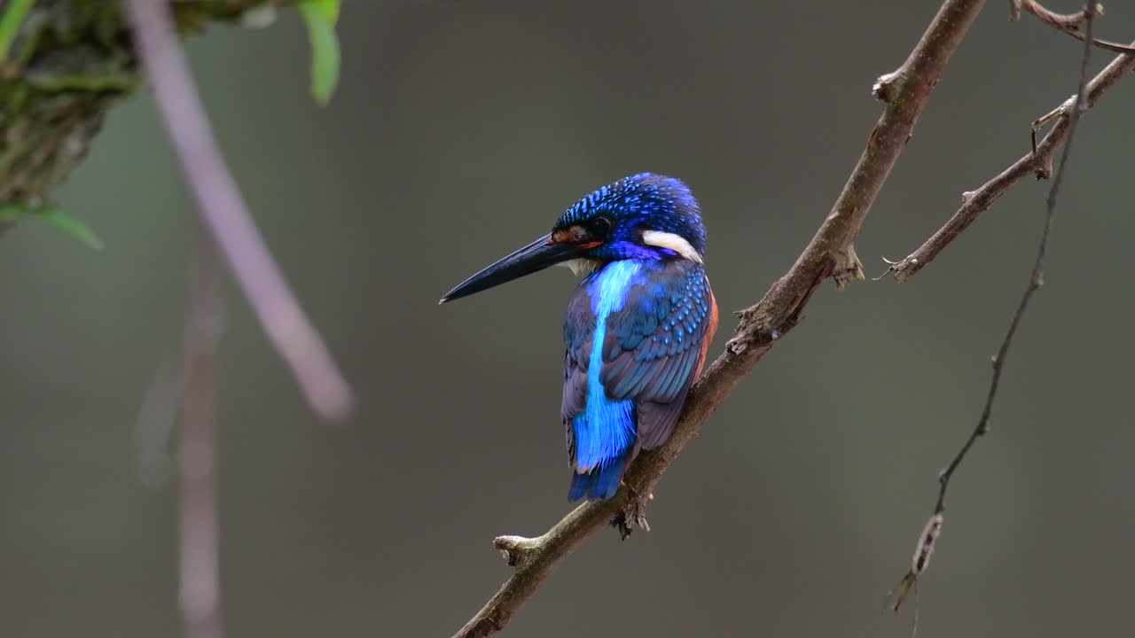 el martín pescador de orejas azules es un pequeño martín pescador que se encuentra en tailandia y es buscado por los fotógrafos de aves debido a sus hermosas orejas azules, ya que es una pequeña, linda y esponjosa bola de plumas azules de un pájaro