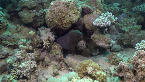 Tiro-De-Gran-Angular-De-Moray-Ell-En-El-Arrecife-De-Coral-En-El-Mar-Rojo