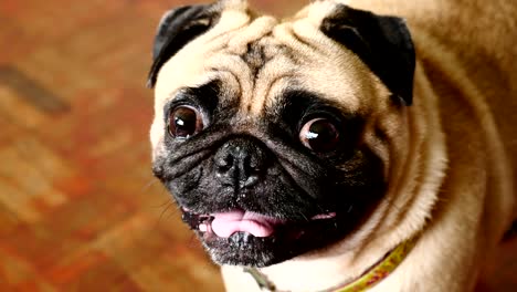 close-up face of cute pug dog puppy.