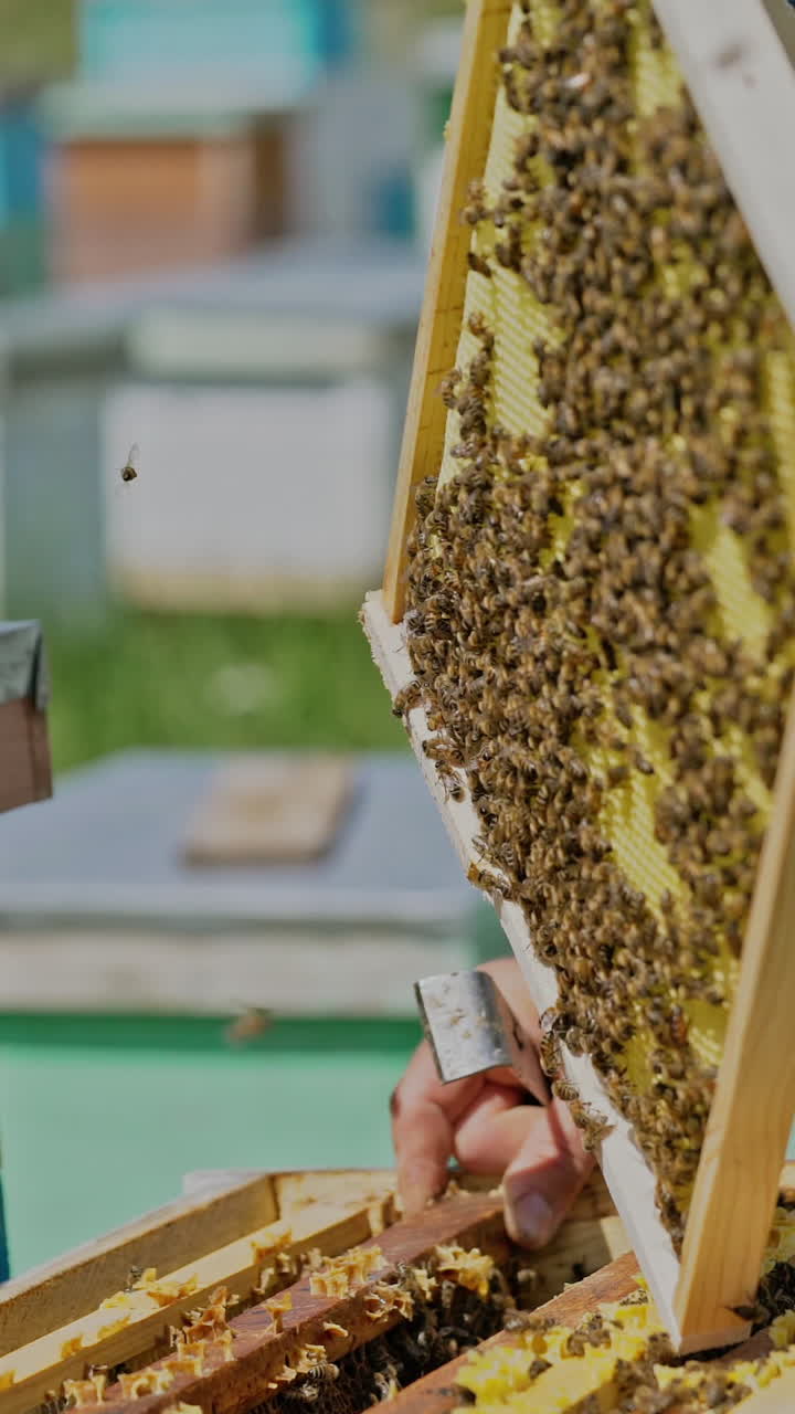 The beekeeper examines bees in honeycombs. Hands of the beekeeper. The bee is close-up. Vertical video