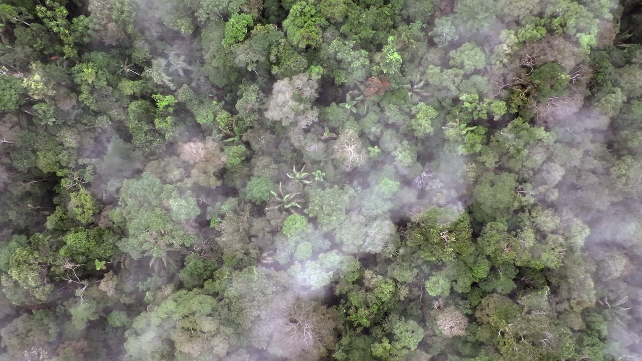 Aerial view over the Clouds cover amazonian green rainforest Cuyabeno Reserve Ecuador