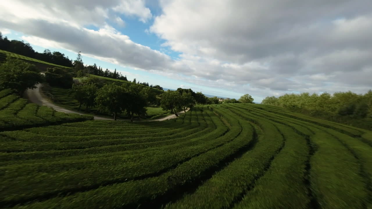Piante di tè verdi in piantagioni a terrazza nelle Azzorre collinari, ripresa aerea FPV.
