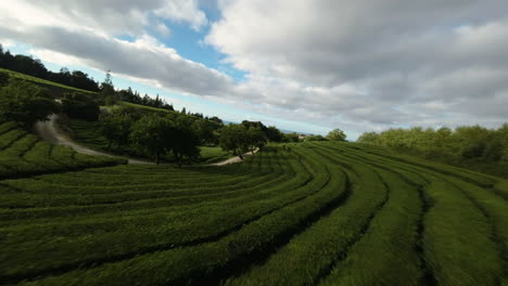 Plantas-De-Té-Verde-En-Plantaciones-De-Terrazas-En-Azores-Montañosas,-Antena-Fpv