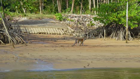 monkey or macaque walks amongst the mangroves by the sea on bintan island, riau islands, indonesia