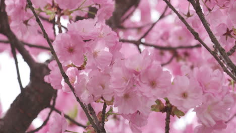 close-up cámara lenta de delicadas flores de cerezo balanceándose en una suave brisa de primavera, mostrando la belleza serena de la naturaleza