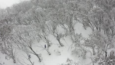 winter aerial: xc skiers on trail through eucalyptus forest, australia