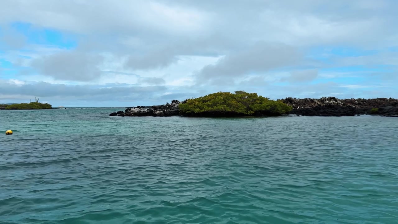 Acque turchesi che circondano isolotti lavici, Las Tintoreras, Galapagos. Vegetazione di mangrovie su roccia scura con una superficie oceanica calma color verde acqua