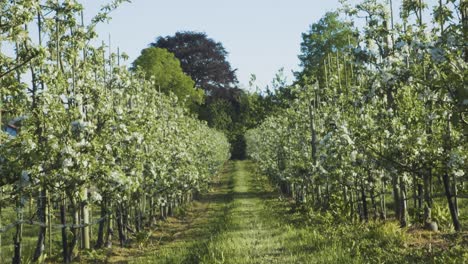 view looking along line of apple trees at orchard located in lier, norway