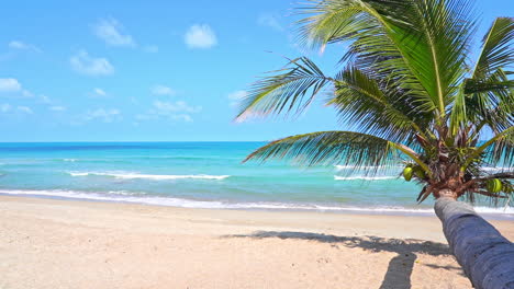 A-horizontal-palm-tree-stretches-out-over-the-white-sands-of-a-tropical-beach-as-the-surf-rolls-in