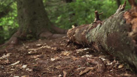 short axe chopping continuously at log slow motion