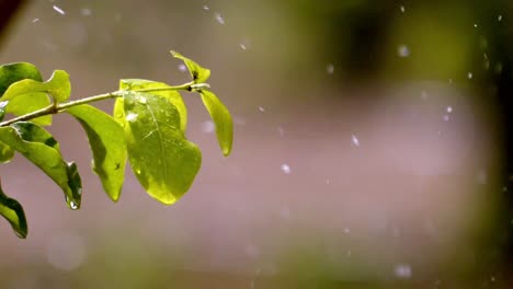 Exuberante-Riego-De-Plantas-Verdes,-Ambiente-Tropical,-Agricultura-Sostenible.