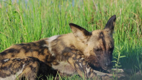 sleepy african wild dog basking in the sun at khwai in botswana, south africa. - close up