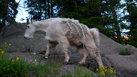 Shaggy-mountain-Goats-wildlife-nature-animal-mammal-camping-campsite-Colorado-Chicago-Basin-Twin-Lakes-Needle-Creek-Trail-Silverton-Colorado-Rocky-Mountains-backpacking-hiking-meadows-wildflowers-pan