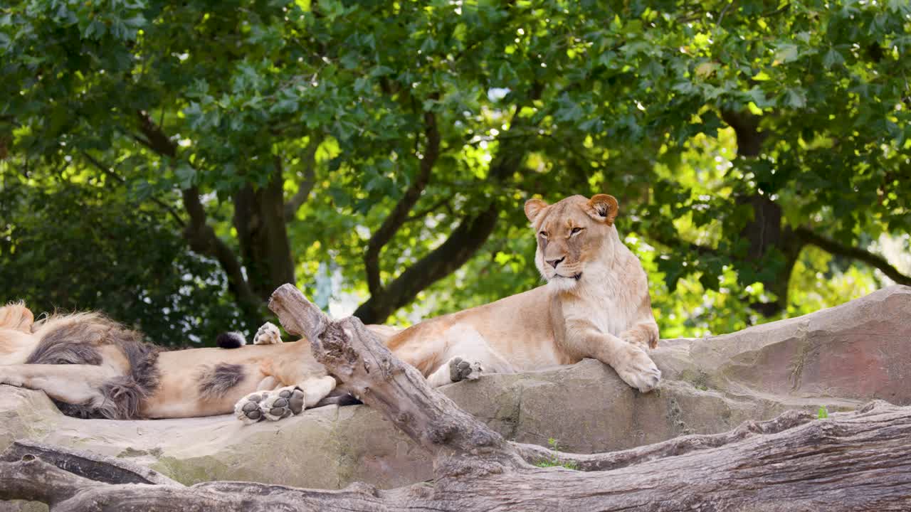 Lioness relaxes on rocky platform beside lion, surrounded by greenery, natural daylight, steady camera