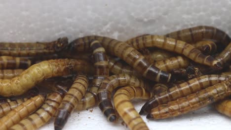 gusanos gigantes de la harina, larvas del escarabajo zophobas.