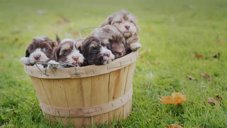 muchos cachorros lindos en la canasta