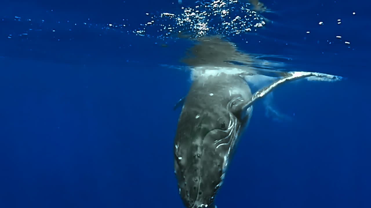 Humpback Whale surfaces to breathe then dives back to deep water. Slow motion.