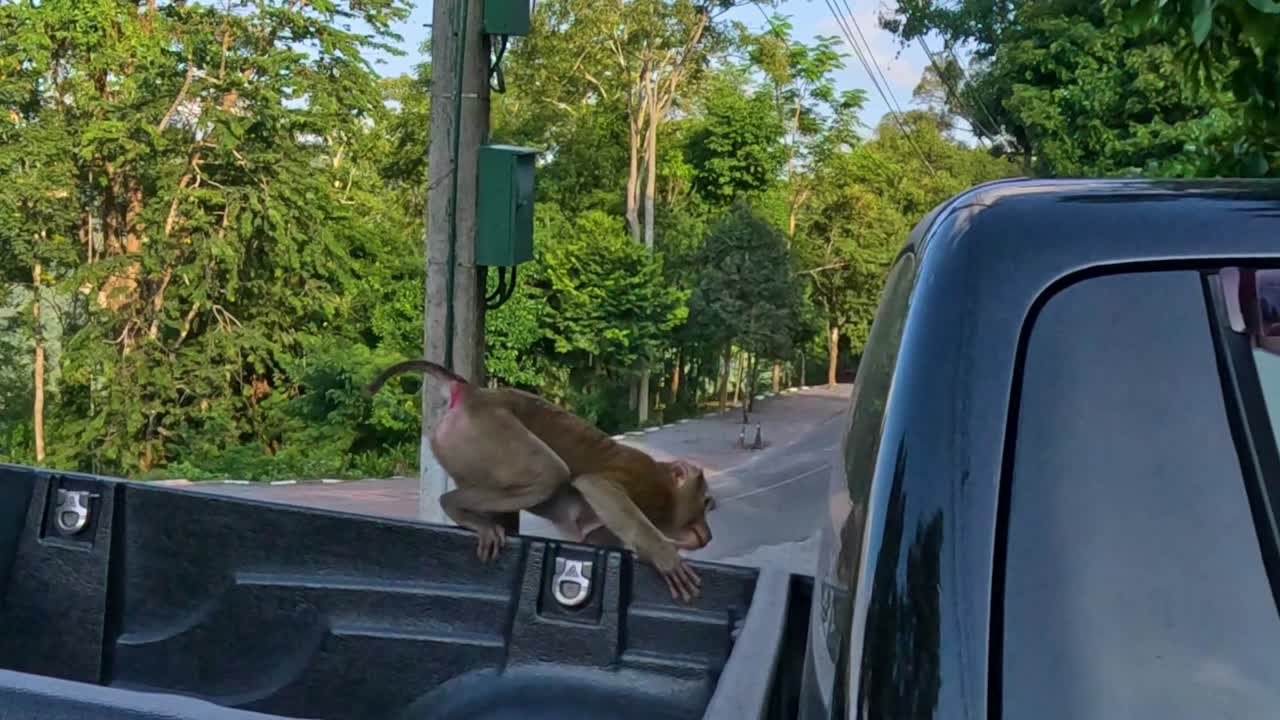 A curious monkey explores the back of a parked truck surrounded by vibrant greenery and a quiet road.