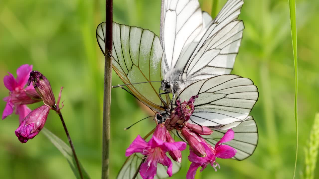 Mating of butterflies. Butterfly Aporia crataegi, the black-veined white, is a large butterfly of the family Pieridae
