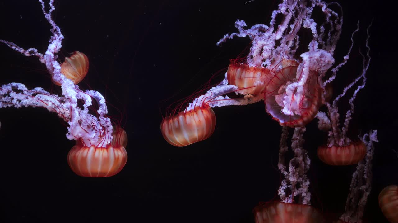 A mesmerizing close-up shot of several red orange translucent jellyfish gently floating against a dark, deep-sea background. A graceful, ethereal underwater scene, the beauty of marine life in motion.